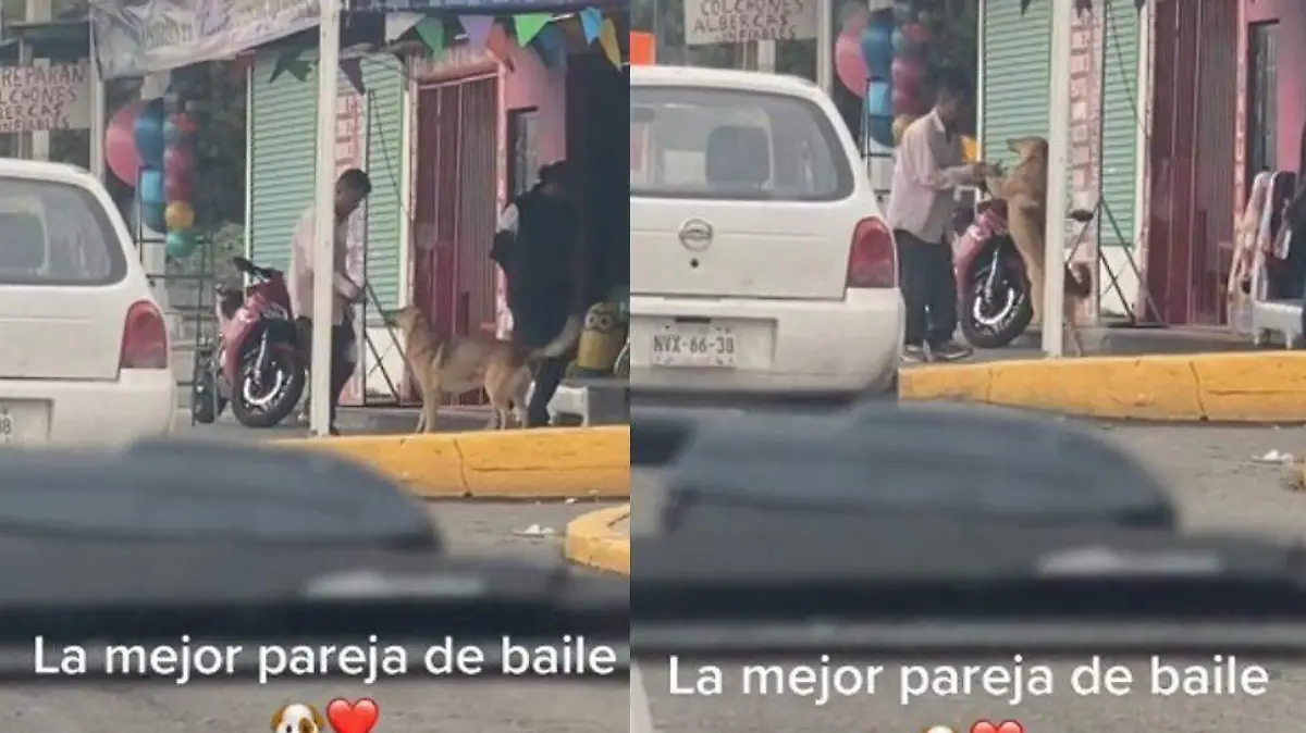 Perro y persona bailan 